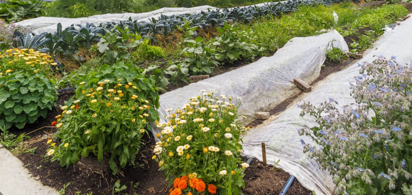 City Farmers: Protect Your Garden From Deer, Rabbits, Moles and Other Critters – Mother Earth News - Vimarsana News